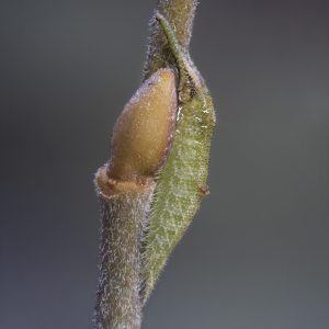 Apatura iris (Linnaeus, 1758) Großer Schillerfalter