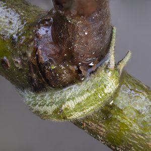 Apatura iris (Linnaeus, 1758) Großer Schillerfalter