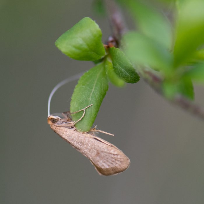 Nematopogon swammerdamella (Linnaeus, 1758) Frühlings-Langhornmotte