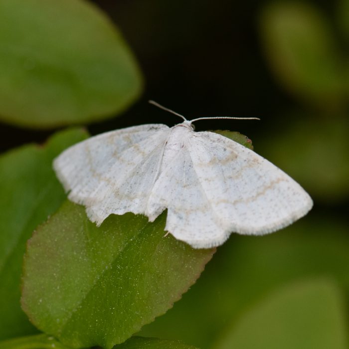 Cabera exanthemata (Scopoli, 1763) Braunstirn-Weißspanner