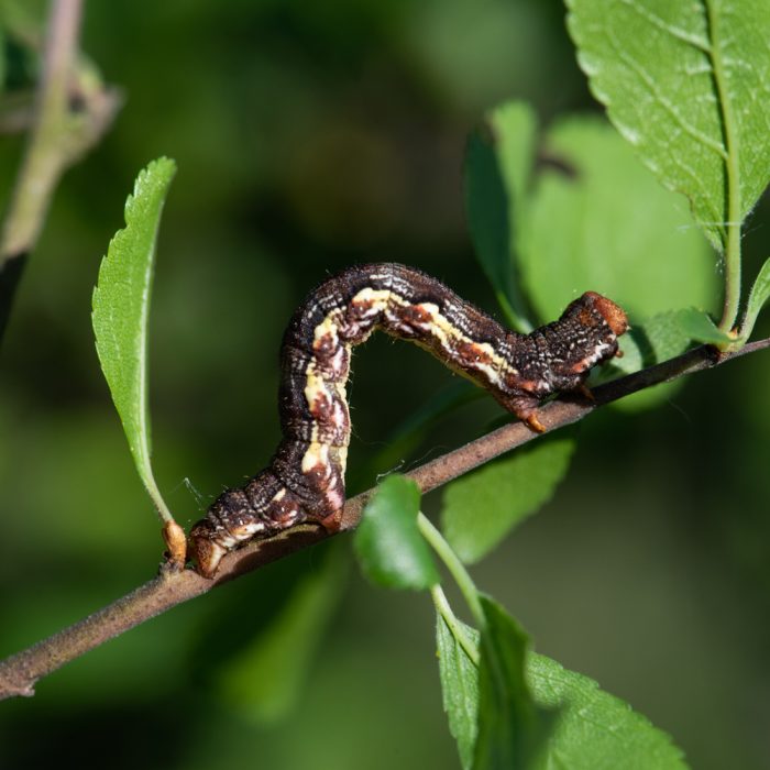 Erannis defoliaria (Clerck, 1759) Großer Frostspanner