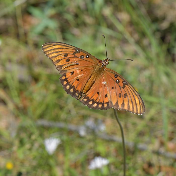 Dione vanillae (Linnaeus, 1758) Gulf Fritillary