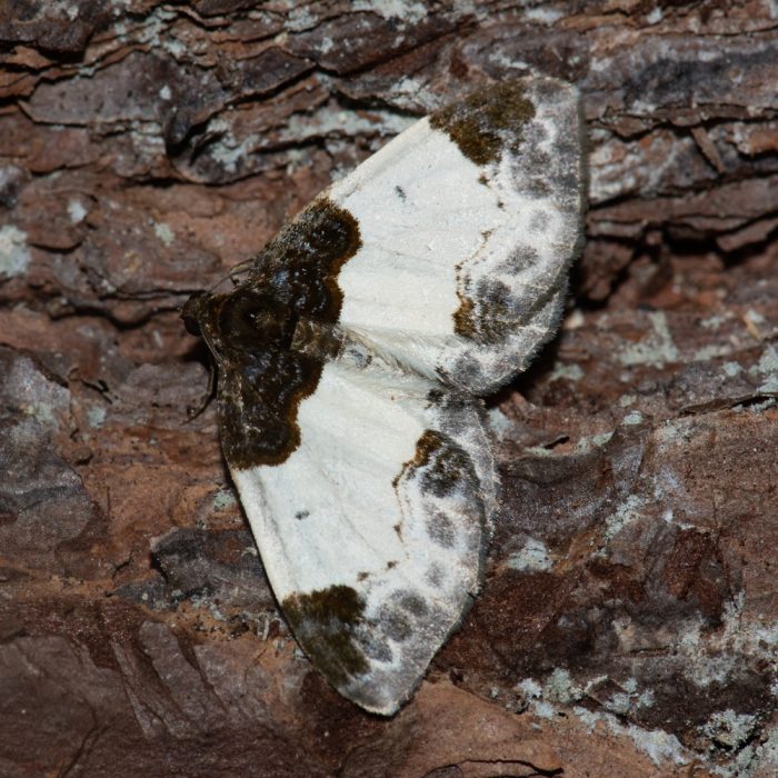 Mesoleuca albicillata (Linnaeus, 1758) Brombeer-Blattspanner