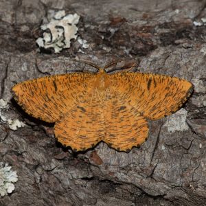 Angerona prunaria (Linnaeus, 1758) Schlehenspanner