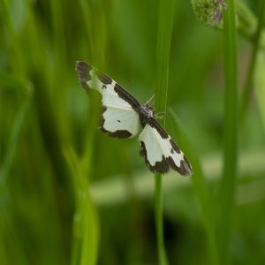 Lomaspilis marginata (Linnaeus, 1758) Vogelschmeiß-Spanner, Schwarzrand-Harlekin