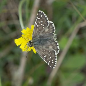 Pyrgus alveus (Hübner, 1803) Sonnenröschen-Würfel-Dickkopffalter