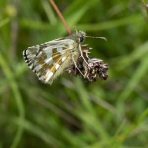 Pyrgus alveus (Hübner, 1803) Sonnenröschen-Würfel-Dickkopffalter