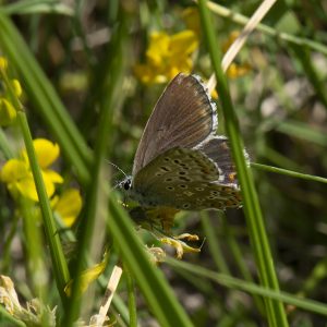 Lysandra bellargus (Rottemburg, 1775) Himmelblauer Bläuling