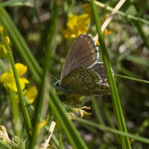 Lysandra bellargus (Rottemburg, 1775) Himmelblauer Bläuling