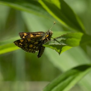 Carterocephalus palaemon (Pallas, 1771) Gelbwürfeliger Dickkopffalter