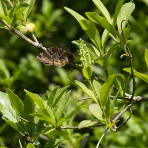 Euclidia glyphica (Linnaeus, 1758) Braune Tageule