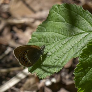 Coenonympha hero (Linnaeus, 1761) Wald-Wiesenvögelchen