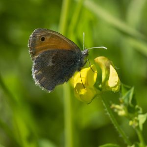 Coenonympha pamphilus (Linnaeus, 1758) Kleines Wiesenvögelchen