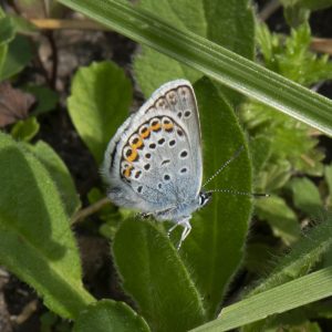 Plebejus argus (Linnaeus, 1758) Argus-Bläuling