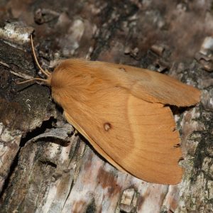 Lasiocampa quercus (Linnaeus, 1758) Eichenspinner