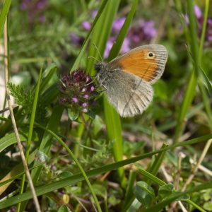 Coenonympha pamphilus (Linnaeus, 1758) Kleines Wiesenvögelchen