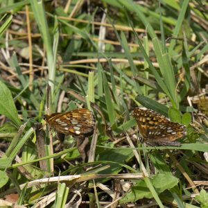 Hamearis lucina (Linnaeus, 1758) Schlüsselblumen-Würfelfalter