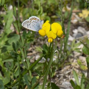 Plebejus argus (Linnaeus, 1758) Argus-Bläuling