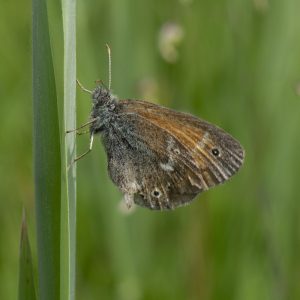 Coenonympha tullia (Müller, 1764) Großes Wiesenvögelchen