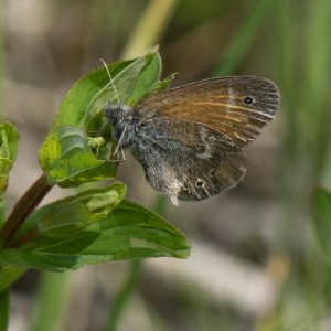 Coenonympha tullia (Müller, 1764) Großes Wiesenvögelchen