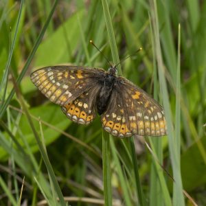 Euphydryas aurinia (Rottemburg, 1775) Goldener Scheckenfalter