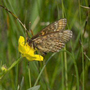 Euphydryas aurinia (Rottemburg, 1775) Goldener Scheckenfalter