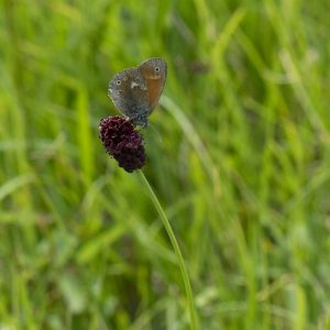 Coenonympha tullia (Müller, 1764) Großes Wiesenvögelchen