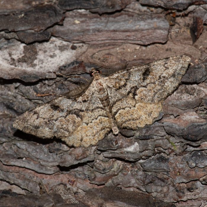 Peribatodes secundaria (Denis & Schiffermüller, 1775) Nadelholz-Rindenspanner