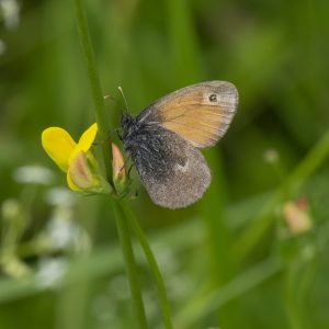 Coenonympha pamphilus (Linnaeus, 1758) Kleines Wiesenvögelchen