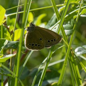 Coenonympha oedippus (Fabricius, 1787) Stromtal-Wiesenvögelchen