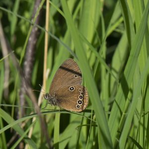 Coenonympha oedippus (Fabricius, 1787) Stromtal-Wiesenvögelchen