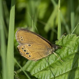 Coenonympha oedippus (Fabricius, 1787) Stromtal-Wiesenvögelchen