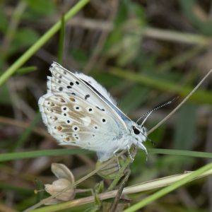 Lysandra coridon (Poda, 1761) Silbergrüner Bläuling, Coridon-Bläuling