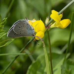 Cyaniris semiargus (Rottemburg, 1775) Rotklee-Bläuling