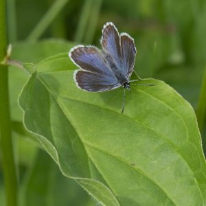 Plebejus argyrognomon (Bergsträsser, 1779) Kronwicken-Bläuling