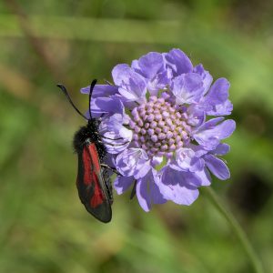 Zygaena minos (Denis & Schiffermüller, 1775) Bibernell-Widderchen / Zygaena purpuralis (Brünnich, 1763) Thymian-Widderchen