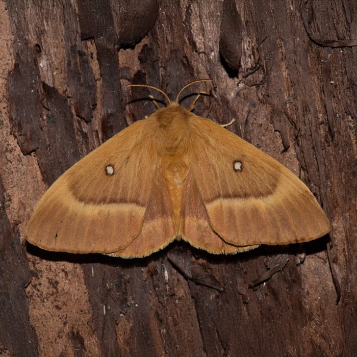 Lasiocampa quercus (Linnaeus, 1758) Eichenspinner
