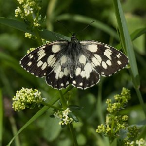 Melanargia galathea (Linnaeus, 1758) Schachbrett