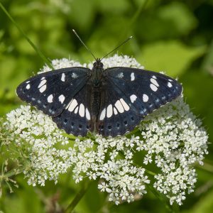 Limenitis reducta (Staudinger, 1901) Blauschwarzer Eisvogel