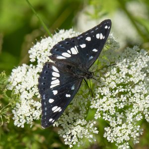 Limenitis reducta (Staudinger, 1901) Blauschwarzer Eisvogel