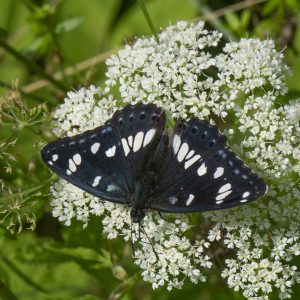 Limenitis reducta (Staudinger, 1901) Blauschwarzer Eisvogel