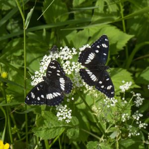 Limenitis reducta (Staudinger, 1901) Blauschwarzer Eisvogel