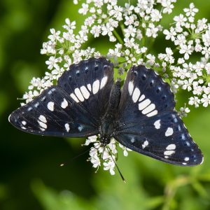 Limenitis reducta (Staudinger, 1901) Blauschwarzer Eisvogel