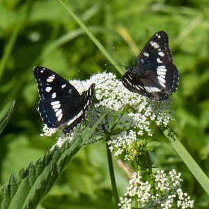 Limenitis reducta (Staudinger, 1901) Blauschwarzer Eisvogel