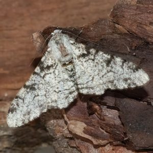 Biston betularia (Linnaeus, 1758) Birkenspanner