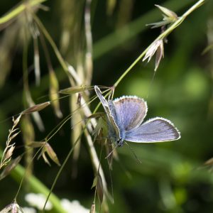 Plebejus argus (Linnaeus, 1758) Argus-Bläuling