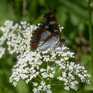 Limenitis reducta (Staudinger, 1901) Blauschwarzer Eisvogel