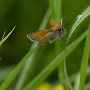 Thymelicus sylvestris (Poda, 1761) Braunkolbiger Braundickkopffalter