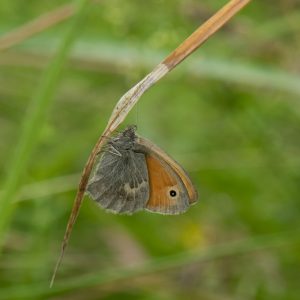 Coenonympha pamphilus (Linnaeus, 1758) Kleines Wiesenvögelchen