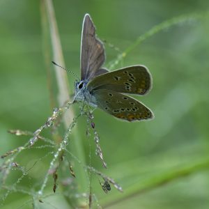 Polyommatus amandus (Schneider, 1792) Vogelwicken-Bläuling